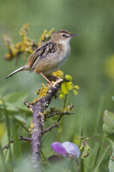 Zitting Cisticola (Cisticola juncidis)