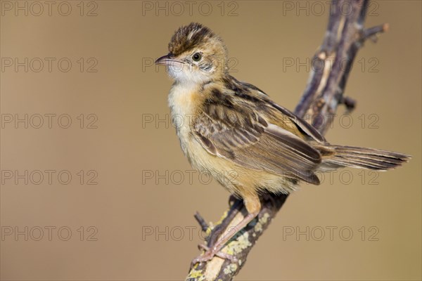 Zitting Cisticola (Cisticola juncidis)