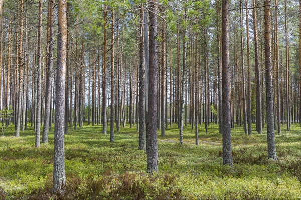 Scots Pines (Pinus sylvestris)