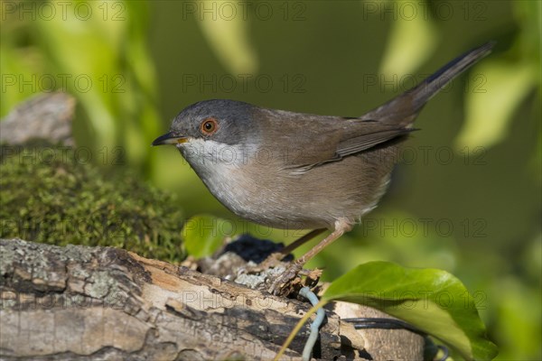 Sardinian Warbler (Sylvia melanocephala)