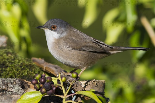 Sardinian Warbler (Sylvia melanocephala)