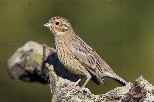 Cirl Bunting (Emberiza cirlus)