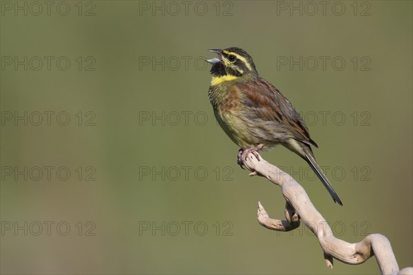 Cirl Bunting (Emberiza cirlus)