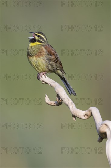 Cirl Bunting (Emberiza cirlus)