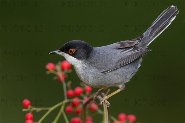 Sardinian Warbler (Sylvia melanocephala)