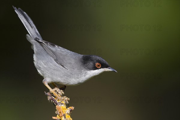 Sarddinian Warbler (Sylvia melanocephala)