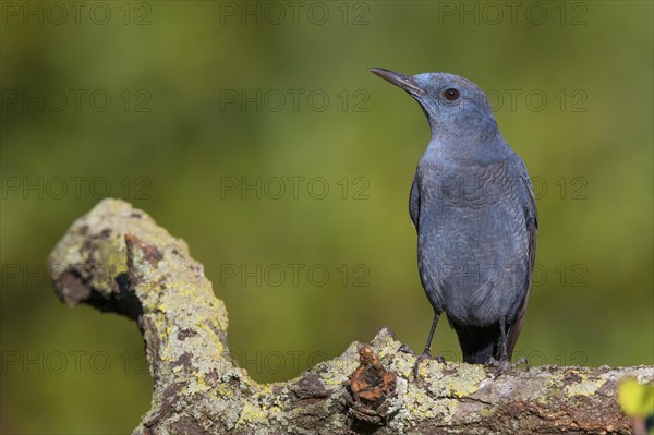 Blue Rock Thrush (Monticola solitarius)