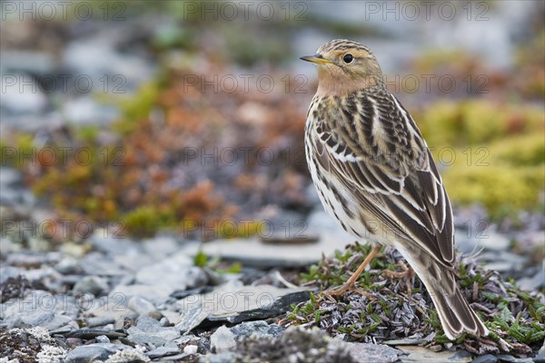 Red-throated Pipit (Anthus cervinus rufogularis)