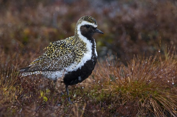 European Golden Plover (Pluvialis apricaria)