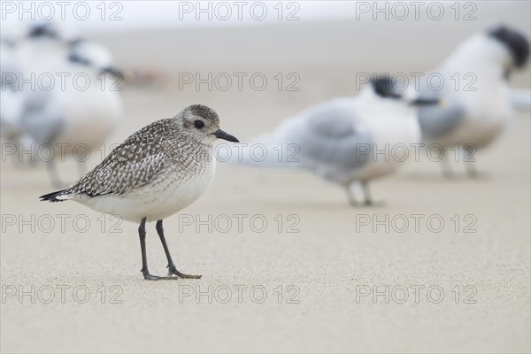 Grey Plover (Pluvialis squatarola)