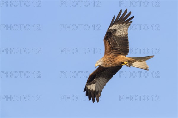 Red Kite (Milvus milvus)