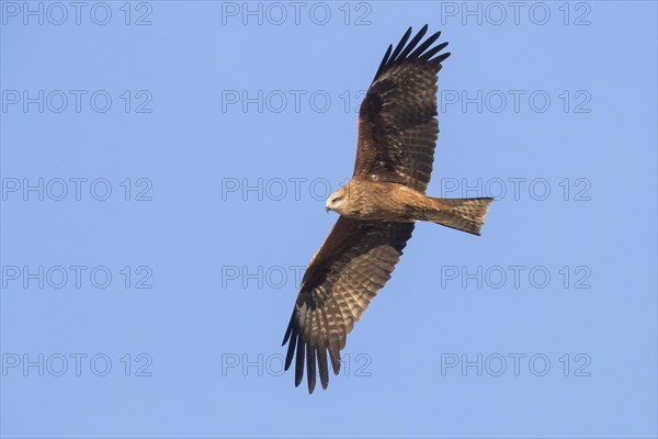 Black Kite (Milvus migrans)