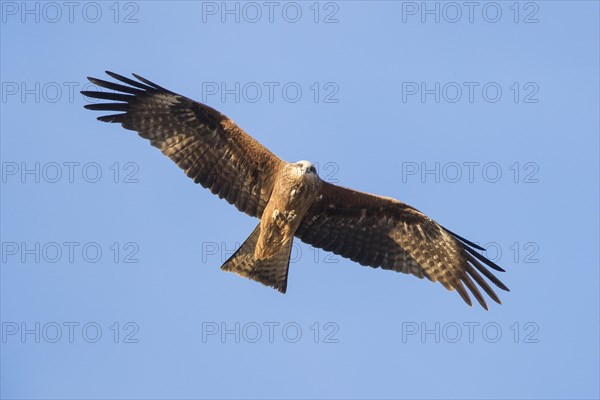Black Kite (Milvus migrans)