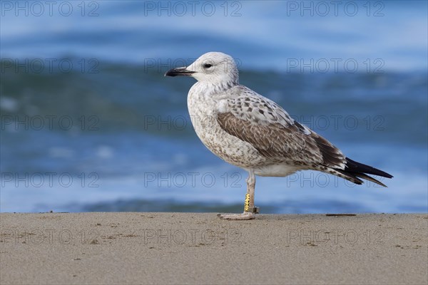 Caspian Gull (Larus cachinnans)