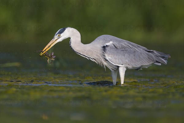 Grey Heron (Ardea cinerea)