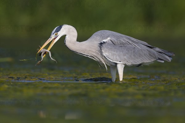 Grey Heron (Ardea cinerea)