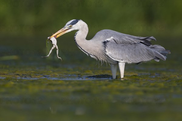 Grey Heron (Ardea cinerea)