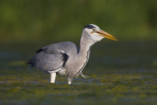 Grey Heron (Ardea cinerea)