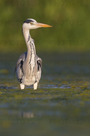 Grey Heron (Ardea cinerea)