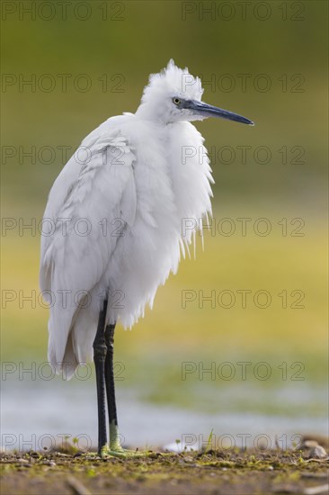 Little Egret (Egretta garzetta)