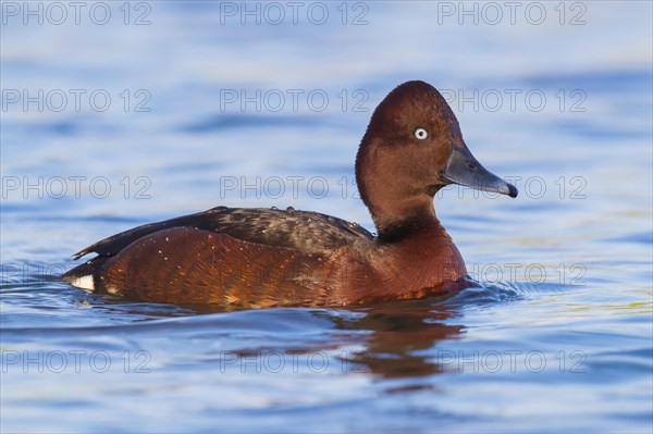 Ferruginous Duck (Aythya nyroca)