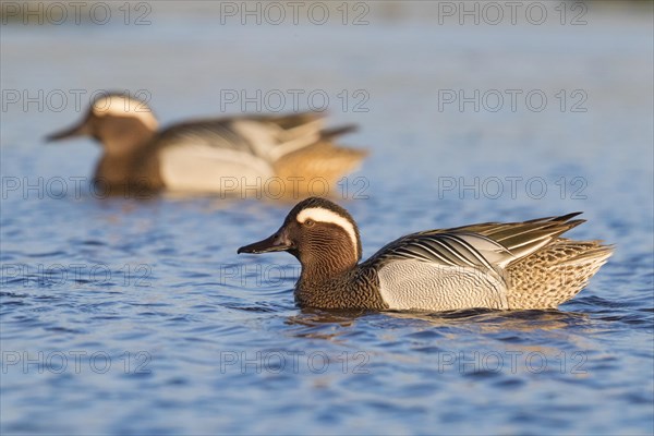 Garganey (Anas querquedula)