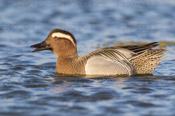 Garganey (Anas querquedula)