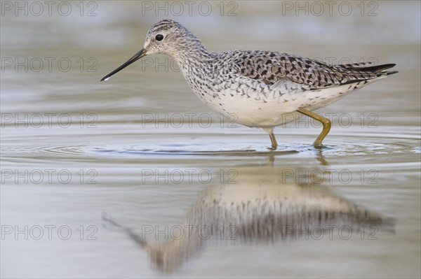 Marsh Sandpiper (Tringa stagnatilis)