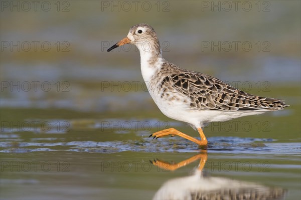 Ruff (Philomachus pugnax)