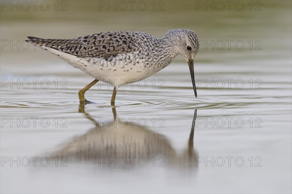 Marsh Sandpiper (Tringa stagnatilis)