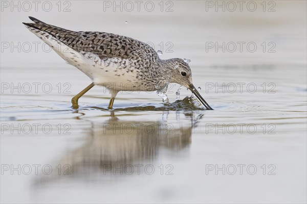 Marsh Sandpiper (Tringa stagnatilis)