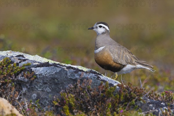 Eurasian Dotterel (Charadrius morinellus)