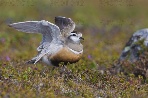 Eurasian Dotterel (Charadrius morinellus)