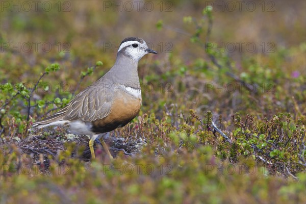 Eurasian Dotterel (Charadrius morinellus)