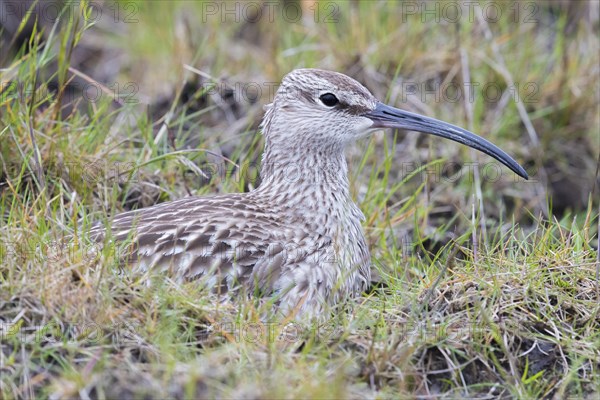 Whimbrel (Numenius phaeopus)