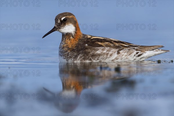 Red-necked Phalarope (Phalaropus lobatus)