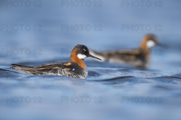 Red-necked Phalarope (Phalaropus lobatus)