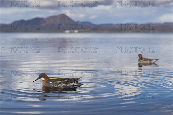 Red-necked Phalarope (Phalaropus lobatus)