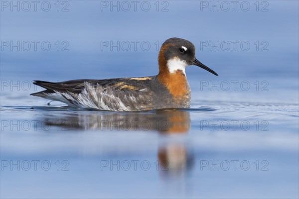 Red-necked Phalarope (Phalaropus lobatus)