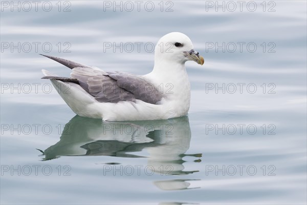 Northern Fulmar (Fulmarus glacialis audubon)