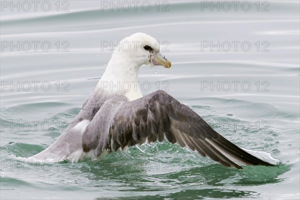 Northern Fulmar (Fulmarus glacialis audubon)