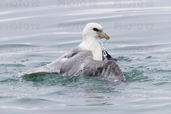 Northern Fulmar (Fulmarus glacialis audubon)