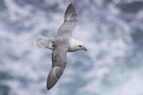 Northern Fulmar (Fulmarus glacialis audubon)