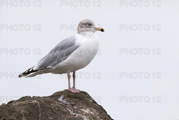 Glaucous Gull (Larus hyperboreus leucerectes)