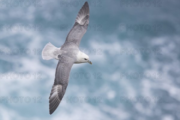 Northern Fulmar (Fulmarus glacialis audubon)