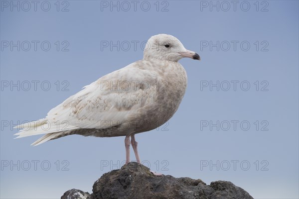 Glaucous Gull (Larus hyperboreus leucerectes)