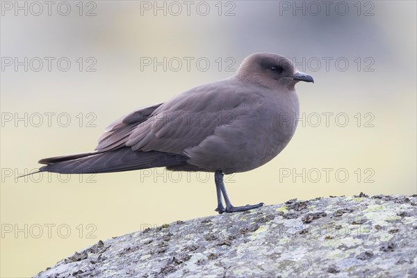 Parasitic jaeger (Stercorarius parasiticus)