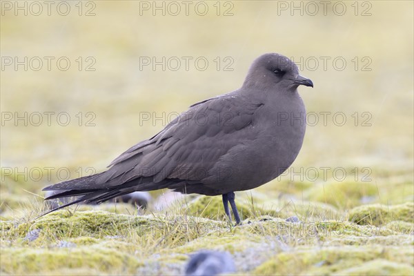 Parasitic jaeger (Stercorarius parasiticus)