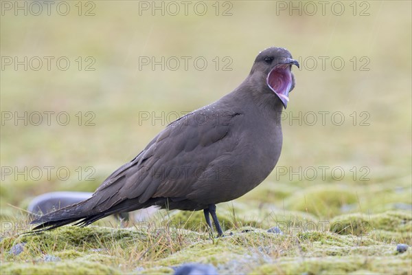 Parasitic jaeger (Stercorarius parasiticus)