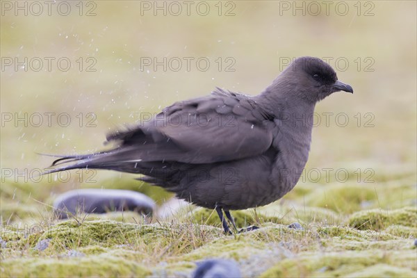 Parasitic jaeger (Stercorarius parasiticus)